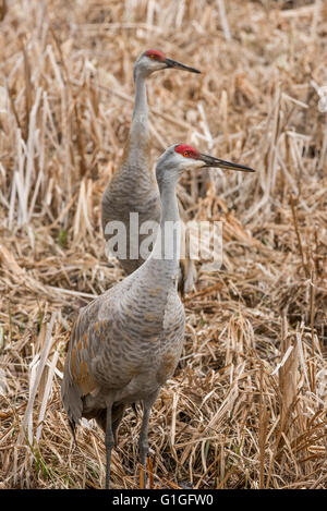 Zwei Kraniche Grus Canadensis in Rohrkolben Marsh, frühen Frühjahr North America Stockfoto