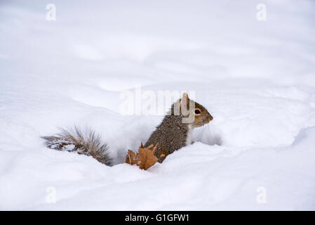 Östliche graue Eichhörnchen (Sciurus Carolinensis) auf Nahrungssuche nach Schneesturm, Michigan USA Stockfoto