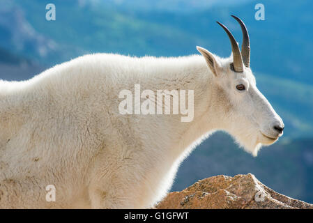 Bergziege (Oreamnos Americanus), Mount Evans Wilderness Area Rocky Mountains, Colorado USA Stockfoto