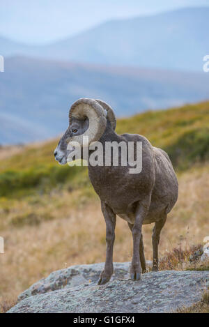 Bighorn Schafe Ram, Männlich (Ovis Canadensis) Rocky Mountain National Park, Colorado USA Stockfoto