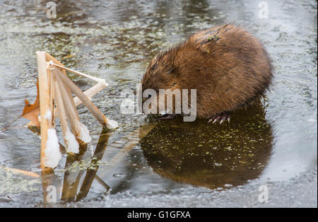 Bisamratte (Ondatra Zibethicus) Essen Vegetation, Frühjahr, Rohrkolben Marsh (Typhus) Michigan USA Stockfoto