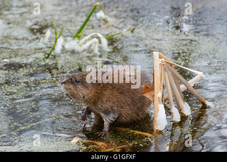 Bisamratte (Ondatra Zibethicus) Essen Vegetation, Frühjahr, Rohrkolben Marsh (Typhus) Michigan USA Stockfoto