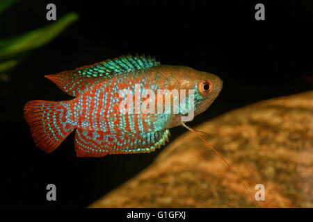 Zwerg gurami auf einem unscharfen Hintergrund (Trichogaster Lalius) Stockfoto