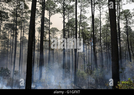 Nachwirkungen des vorgeschriebenen brennen, Longleaf Pine Wald (Pinus Palustris) Südosten der USA Stockfoto