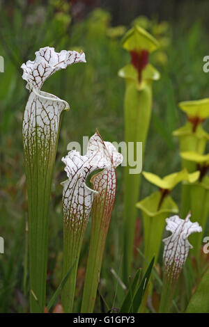 Weiß-Spitze Schlauchpflanze (Sarracenia Leucophylla) und gelbe Schlauchpflanze (S. Flava Var Rugelii) Alabama USA Stockfoto