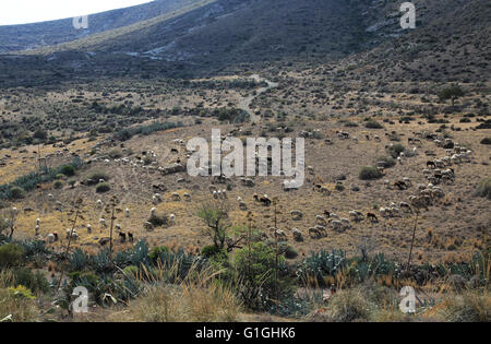 Herde von Schafen und Ziegen Weiden im trockenen kargen Landschaft, Presillas Bajas, Nationalpark Cabo de Gata, Almeria, Spanien Stockfoto