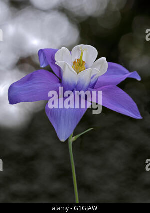 Akelei Spring Magic Blue und White (Columbine) Stockfoto