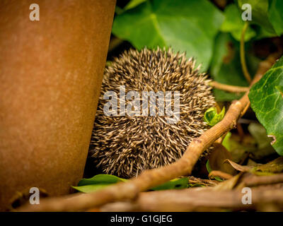 Igel zusammengerollt in Kugel schlafen abgewandten Kamera Stockfoto