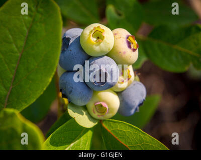 Heidelbeeren Reifen auf Bush in UK Garten Stockfoto