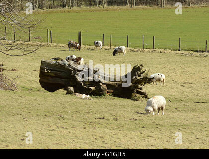 Arlington Court North Devon Chichester Family Home National Trust House and Gardens umgestürzten Baum Stockfoto