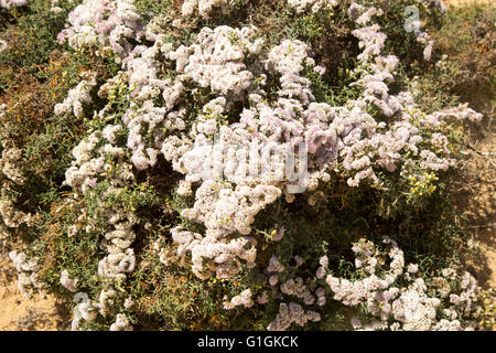 Limonium Papillatum in Blüte in Sanddünen von La Graciosa Insel Lanzarote, Kanarische Inseln, Spanien Stockfoto
