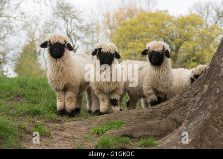 Vier Walliser Schwarznasenlämmer, Cheshire.UK Stockfoto