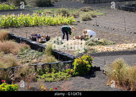 Zwei Personen sortieren ihre Zwiebel schneiden im Feld in der Nähe von Uga, Lanzarote, Kanarische Inseln, Spanien Stockfoto