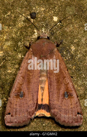Großes gelbes Underwing Motte (Noctua Pronuba). Britische Insekt in der Familie Noctuidae, die größte britische Familie von Motten Stockfoto