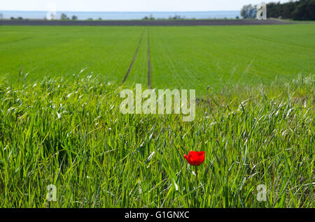 Einzelne rote Tulpe zeichnet sich allein auf dem grünen Rasen Stockfoto