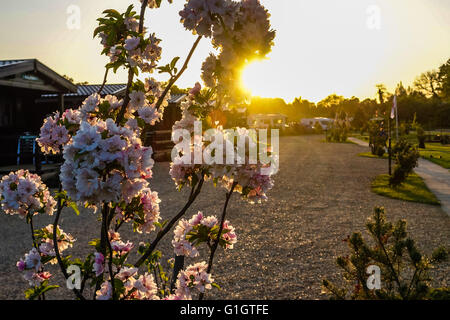 Henlow, Bedfordshire, UK. 14. Mai 2016.A kühlen Abend mit niedrigen Temperaturen, die Prognose für den Sonntag Morgen an Henlow Brücke Seen, Bedfordshire. Bildnachweis: Mick Flynn/Alamy Live-Nachrichten Stockfoto