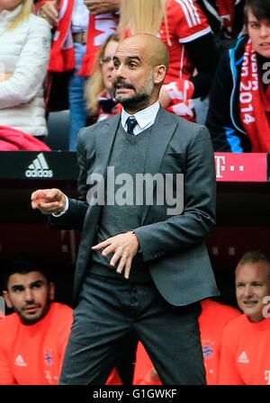 München, Deutschland. 14. Mai 2016. Bayern Trainer Pep Guardiola reagiert während eines Fußballspiels der deutschen ersten Division Bundesliga zwischen Bayern München und Hannover 96 in München, 14. Mai 2016. Bayern München 3: 1 gewonnen. © Philippe Ruiz/Xinhua/Alamy Live-Nachrichten Stockfoto