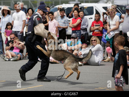 (160515)--VANCOUVER, 15. Mai 2016 (Xinhua)--Bewohner beobachten ein Polizeihund Demonstartion während einer Veranstaltung Tag der offenen Tür anlässlich der jährlichen nationalen Polizei Woche an die Royal Canadian Mounted Police (RCMP) die wichtigsten Ablösung in Surrey, Kanada, 14. Mai 2016. (Xinhua/Liang Sen) Stockfoto