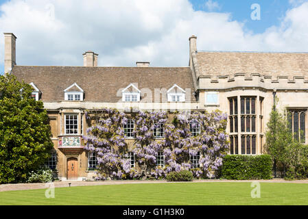 Christi Hochschule, Cambridge, UK. 15. Mai 2016. Wisteria ist in voller Blüte geben ein spektakuläres Feuerwerk am Christ es College, University of Cambridge als die Sonne schien bei Temperaturen von 17 ° C.  Kredit Julian Eales/Alamy Live-Nachrichten Stockfoto