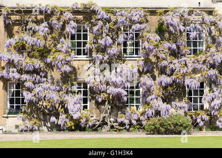 Christi Hochschule, Cambridge, UK. 15. Mai 2016. Wisteria ist in voller Blüte geben ein spektakuläres Feuerwerk am Christ es College, University of Cambridge als die Sonne schien bei Temperaturen von 17 ° C.  Kredit Julian Eales/Alamy Live-Nachrichten Stockfoto