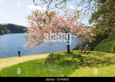 Aberfoyle, Scotland, UK - 15. Mai 2016: UK Wetter: einem schönen hellen Frühlingstag und einen atemberaubenden Blick auf Ben Lomond und Loch Ard begrüßt Besucher Dun Dubh - ein Garten heute unter Schottlands Gärten geöffnet.  Schottlands Gärten (The National Gardens Scheme Schwester Organisation) ist ein eingetragener Verein, die Mittel für die würdige Wohltätigkeitsorganisationen auslöst durch die Öffnung der Gärten von Gartenbau Interesse aller Größen in ganz Schottland an die Öffentlichkeit zu erleichtern. Bildnachweis: Kay Roxby/Alamy Live-Nachrichten Stockfoto