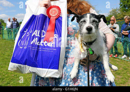 London, UK. 15. Mai 2016. Jack Russell Charlie im Alter von 13 Jahren und Sieger der Kategorie "Golden Oldies" die alle Hunde Angelegenheit große Hampstead bellen aus Nächstenliebe Hundeausstellung in Hampstead Heath in London, England. Alle Hunde Materie ist eine Rettung und Rehome Nächstenliebe für Hunde in London und die Rinde Off findet Gelder für die Nächstenliebe sowie verfügbaren Rettungshunde für Annahme zeigen. Bildnachweis: Paul Brown/Alamy Live-Nachrichten Stockfoto