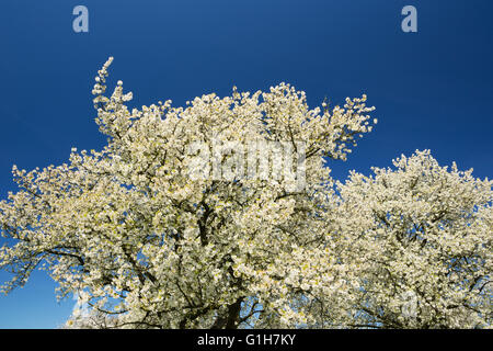 Birne Blüte vor einem tiefblauen Himmel Stockfoto