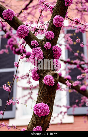 Östlichen Redbud Baum gepflanzt zu Ehren der Naturschützer Jane verletzt Garn, Lafayette Square, Washington DC Stockfoto