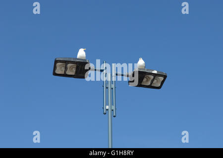 Zwei Möwen saßen oben auf Straßenlaterne in Malaga - Spanien Stockfoto