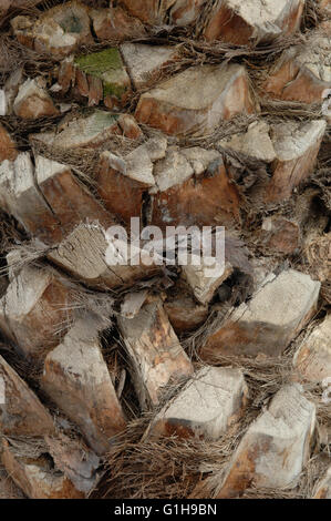 Close-up, Palme, Park, Malaga Stockfoto