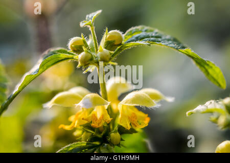 Goldblumen Toten Brennnessel Stockfoto