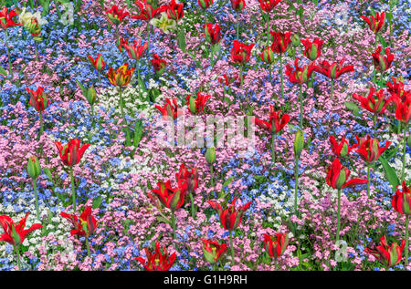 Rote Tulpen mit Vergissmeinnicht in verschiedenen Farben blühen an den Blumengarten in Greenwich Park London, UK Stockfoto