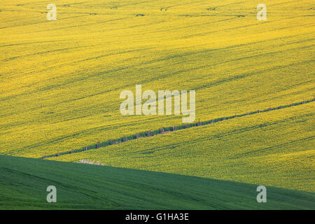 Schöne gelbe Rapsfelder in Südmähren, Tschechien. Blumen, Natur-Hintergrund. Stockfoto