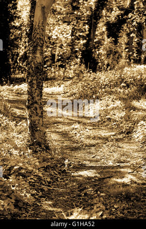 Getönten Monochrome Portrait von einem ruhigen beschaulichen Landschaft Spaziergang in Süd-London England durch Baum gesäumten Wege Stockfoto