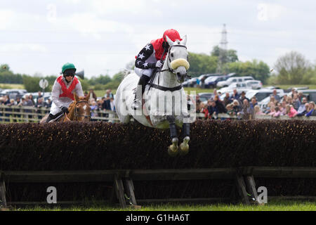 Rennpferde springen Bürste Zäune bei einem lokalen Punkt-zu-Punkt-treffen Stockfoto