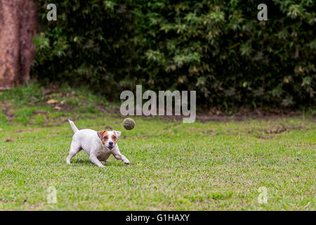 Laufenden Jack-Russell-Terrier Hündin für geworfenen Ball Aport Stockfoto