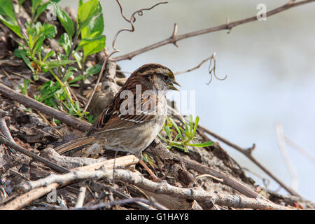 Weißer-throated Spatz (Zonotrichia Albicollis) Stockfoto