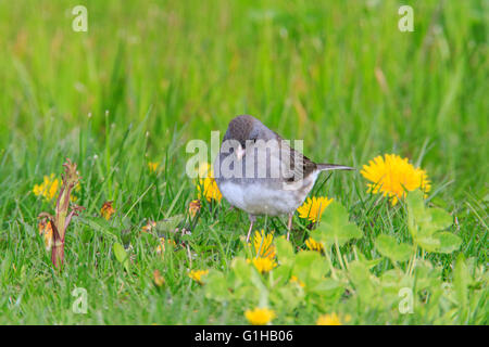 Dunkel-gemustertes Junco (Junco Hyemalis) auf dem Rasen Stockfoto