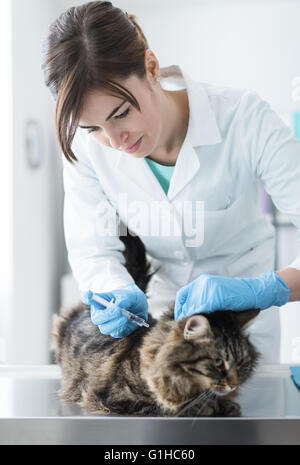 Tierarzt eine Injektion zu geben, eine Katze auf einem OP Tisch, Impfung und Vorbeugung Konzept Stockfoto