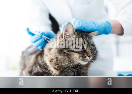 Tierarzt eine Injektion zu geben, eine Katze auf einem OP Tisch, Impfung und Vorbeugung Konzept Stockfoto