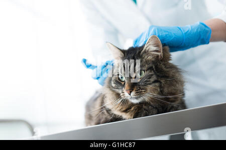 Tierarzt eine Injektion zu geben, eine Katze auf einem OP Tisch, Impfung und Vorbeugung Konzept Stockfoto