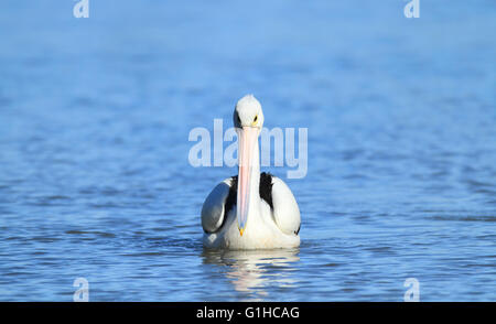 Ein australischen Pelikan - Pelecanus Conspicillatus - schwimmen in ein frisches Wasser blau Billabong oder die Lagune. Stockfoto