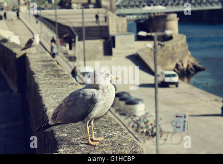 Möwen sitzen am Ufer Ribeira in Porto, Portugal. Stockfoto