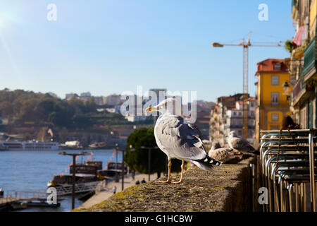 Möwen sitzen am Ufer Ribeira in Porto, Portugal. Stockfoto