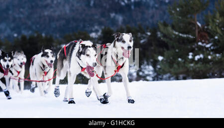 sportliche Hunde-Team läuft im Schnee Stockfoto