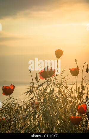 Mohnblumen am Ufer Meeres bei Sonnenaufgang. Vintage-Stil. Stockfoto