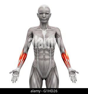 Unterarmmuskeln - Anatomie Muskeln isoliert auf weiss - 3D-Illustration Stockfoto