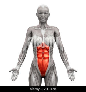 Rectus Abdominis - Bauchmuskeln - Anatomie Muskeln isoliert auf weiss - 3D-Illustration Stockfoto