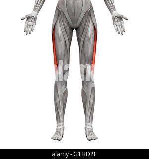 Vastus Lateralis Muskel - isoliert Anatomie Muskeln auf weiss - 3D-Illustration Stockfoto