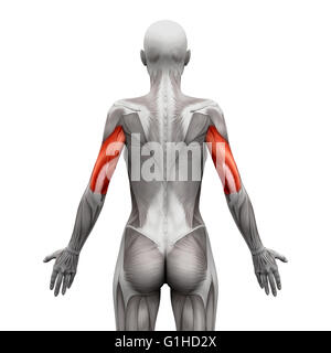 Trizepsmuskeln - isoliert Anatomie Muskeln auf weiss - 3D-Illustration Stockfoto